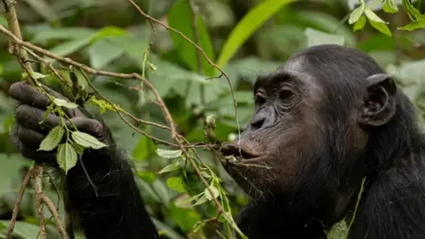 Wild Chimps Drinking an Amount Equal of an Alcoholic Beverage Each Day from Fermented Produce, Study Shows